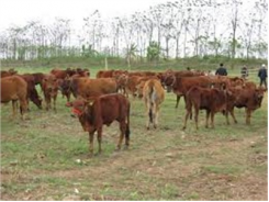Viện Khoa Học Kỹ Thuật Nông - Lâm Nghiệp Tây Nguyên Tập Huấn Chăn Nuôi Bò Thịt Cho Nông Dân Huyện Chư Jút (Đắk Nông)