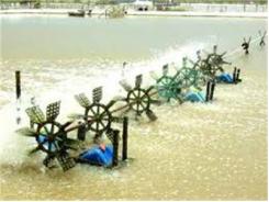 Chất Lượng Nước Và Quản Lý Chất Lượng Nước Trong Nuôi Trồng Thủy Sản (P4)