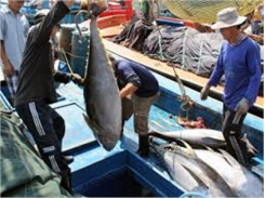 Bình Định Củng Cố Và Phát Triển Mô Hình Đánh Bắt Cá Ngừ Đại Dương Xuất Khẩu Qua Nhật Bản