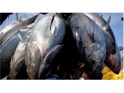 Các Nước Thái Bình Dương Cắt Giảm 50% Đánh Bắt Cá Ngừ Con