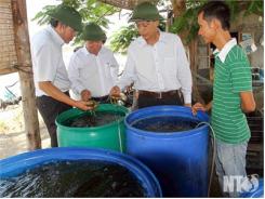 Rong Nho “Bén Duyên” Trên Vùng Đất Ninh Hải (Ninh Thuận)