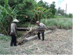 Nhà Máy Đường Chậm Thu Mua, Nông Dân Bán Mía Giải Khát