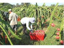 Thanh Long Bình Thuận “Trông Người Mà Nghĩ Đến Ta”