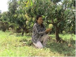 Kỳ Vọng Xoài Trái Vụ