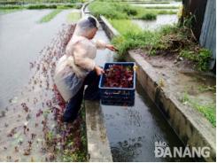 Ảnh hưởng bão, rau mất trắng