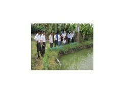 Ương cá tra từ bột lên cá tra giống đạt tỷ lệ sống cao