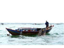 Bẫy mực trên vịnh Cam Ranh