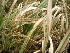 Khuyến cáo nhà nông không lơ là với bệnh bạc lá lúa 