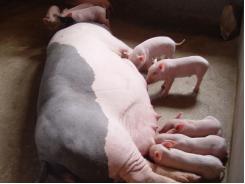 Ảnh hưởng của chế phẩm bột Mistral đến khả năng tăng trọng và hiệu quả phòng bệnh ở lợn con theo mẹ (Phần 02)