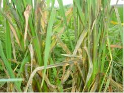 Mưa lớn quay trở lại Bắc Bộ, bệnh khô vằn trên lúa lây lan mạnh