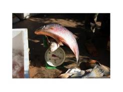 Cá anh vũ Campuchia ươn thối về Việt Nam làm đặc sản