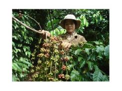 Đồng Nai giảm 1.500 hécta cà phê