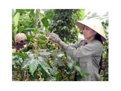 Niên vụ thứ ba mất mùa, sản lượng cà phê có khả năng giảm 20%