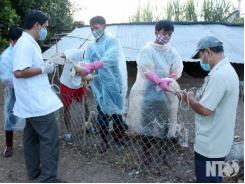 Tập trung khống chế dịch cúm H5N1 tái xuất hiện trên đàn vịt