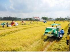 Trên 5.000ha lúa trong cánh đồng lớn được bao tiêu sản phẩm