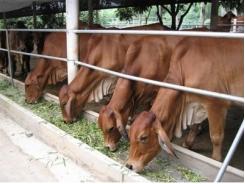 Băn khoăn bò Úc sinh sản