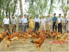 Viện Chăn nuôi nghiệm thu Dự án chăn nuôi gà tại Nghi Lộc