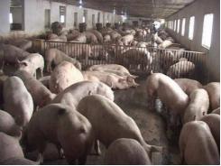 Hiệu quả từ mô hình chăn nuôi Lợn liên kết ở Nghi Xuân