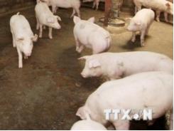 Tây Ninh phạt 5 cơ sở dùng chất tạo nạc trong chăn nuôi lợn
