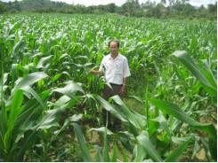 Chuyển đổi trồng ngô trên đất lúa thiếu nước 