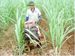 Chuyển đổi cơ cấu cây trồng ở Cù Lao Chàm
