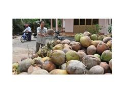 Dừa Bến Tre tăng giá gấp đôi