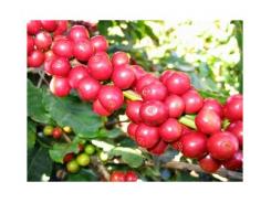 Giá cà phê trong nước ngày 17/09/2015 tăng nhẹ 100 ngàn đồng/tấn