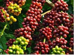 Giá cà phê trong nước ngày 04/09/2015 tăng trở lại 200 ngàn đồng/tấn