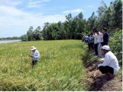 Hội thảo bình chọn giống lúa chất lượng cao