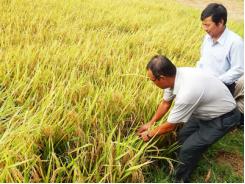 Thêm nhiều giống lúa chịu hạn