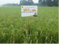 M1-NĐ ghi điểm vụ mùa 2015 cơn sốt lên xứ Đoài