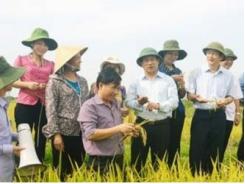Giống lúa N25 trên đồng đất Hà Tĩnh