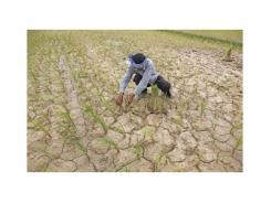 Hạn hán gây thiệt hại 185.451 ha diện tích trồng lúa