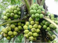 Nhiều nông dân Trà Vinh trở thành triệu phú nhờ trồng dừa sáp