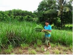 Trưởng làng gương mẫu, làm kinh tế giỏi