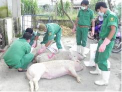 Xuất hiện dịch lở mồm long móng trên đàn gia súc tại Nam Giang
