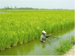 Tăng cường hướng dẫn nông dân kỹ thuật canh tác lúa trên đất tôm