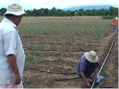 Thực hiện mô hình trồng cỏ nuôi bò ứng dụng công nghệ tưới nhỏ giọt lần đầu tiên tại thị xã Ayun Pa (Gia Lai)