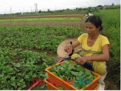 Tạo đà phát triển rau sạch