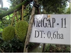 Hiệu quả từ mô hình sản xuất sầu riêng đạt chứng nhận VietGap
