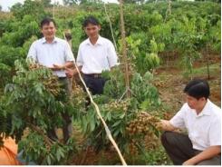 Đánh thức vựa nhãn Sơn La