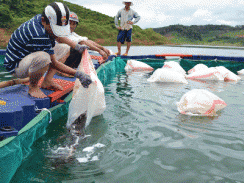 Dự án nuôi cá tầm ở Kbang (Gia Lai) tìm đầu ra cho sản phẩm