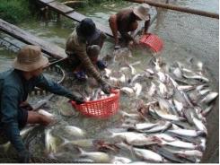 Tăng cường quản lý, sản xuất nuôi cá tra năm 2015 