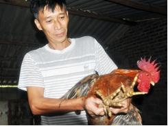 Hiệu quả mô hình nuôi gà 6 cựa ở Quảng La