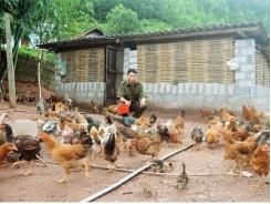 Hiệu quả mô hình HTX chăn nuôi và tiêu thụ gà Tiên Yên