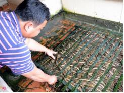 Kinh nghiệm nuôi lươn không bùn của một hộ gia đình ở Tân An
