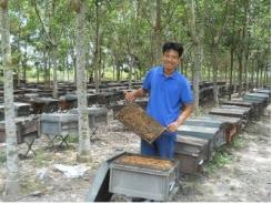 Vất vả nghề nuôi ong lấy mật