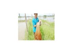 Ông Diễn với mô hình luân canh tôm