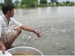 Hỗ trợ Kiên Giang phòng, chống dịch bệnh thủy sản