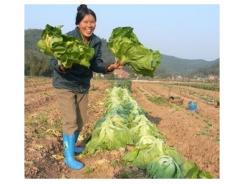 Lạng Sơn phát triển vùng rau an toàn theo tiêu chuẩn VietGAP